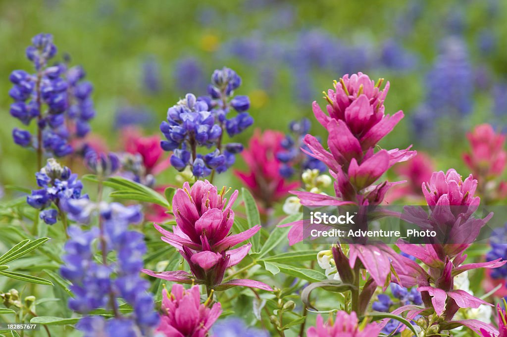 Rosa Leituga e Tremoço Wildflowers - Royalty-free Leituga Foto de stock