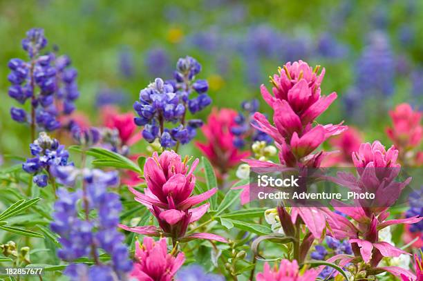 Rosa Leituga E Tremoço Wildflowers - Fotografias de stock e mais imagens de Leituga - Leituga, Granadilha, Colorado