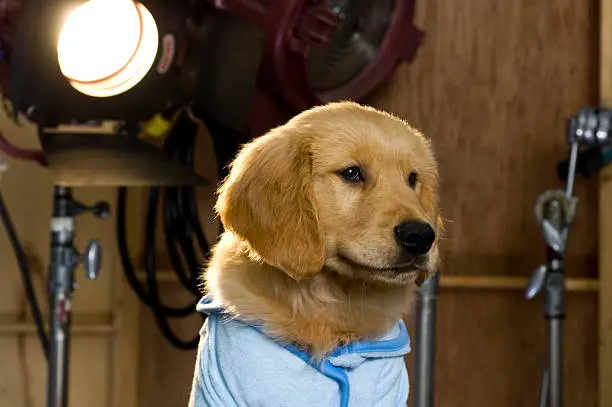 Photo of Celebrity Golden Retriever Puppy on movie set