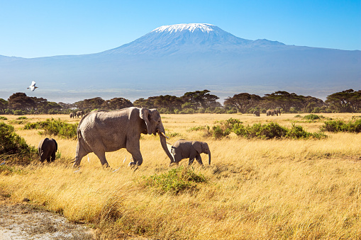 Elephant family crossing a dirt road. The famous African park Amboseli. The highest mountain in Africa, Kilimanjaro.