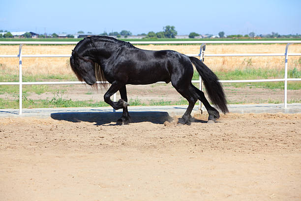 Friesian Stallion Horse Black stock photo