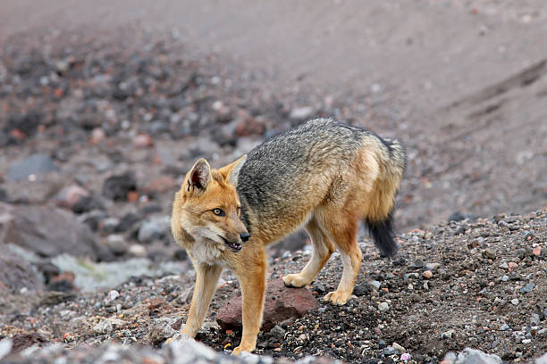 istock Red Fox Hunting at Cotopaxi Base Camp 182858220