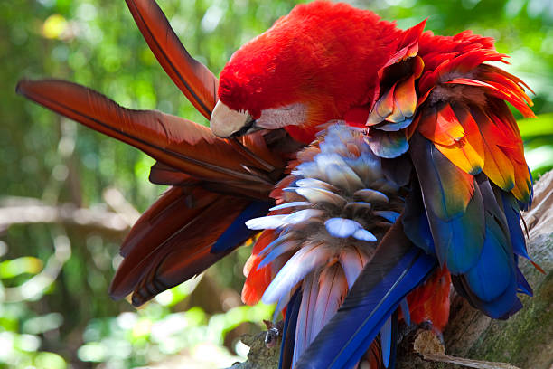 Bird grooming Scarlet Macaw grooming its colorful feathers preening stock pictures, royalty-free photos & images