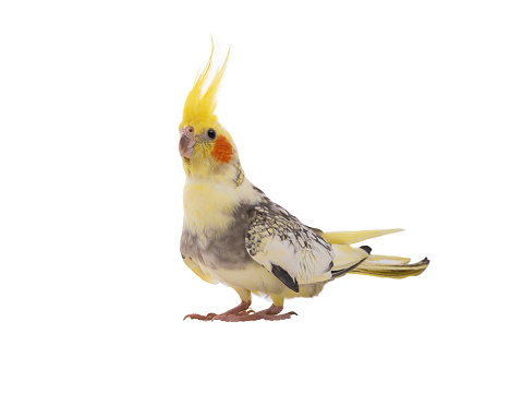 cockatiel (Nymphicus hollandicus) parrot isolated on a white background