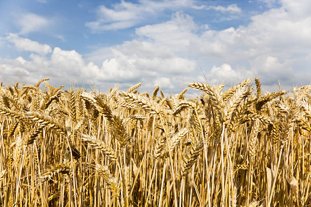 istock Grain field with sky in the background. 182858280