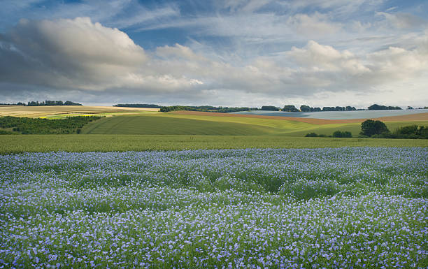 Flaxfields. Summer across british downland. wiltshire stock pictures, royalty-free photos & images