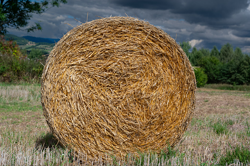Countryside landscape with black plastic wrapped hay bales on green meadow, Harvest straw bales in a field