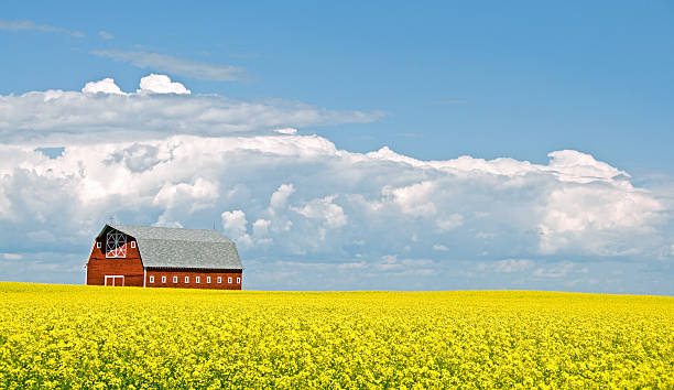 istock Stunning Red Barn and Canola Field 182858527