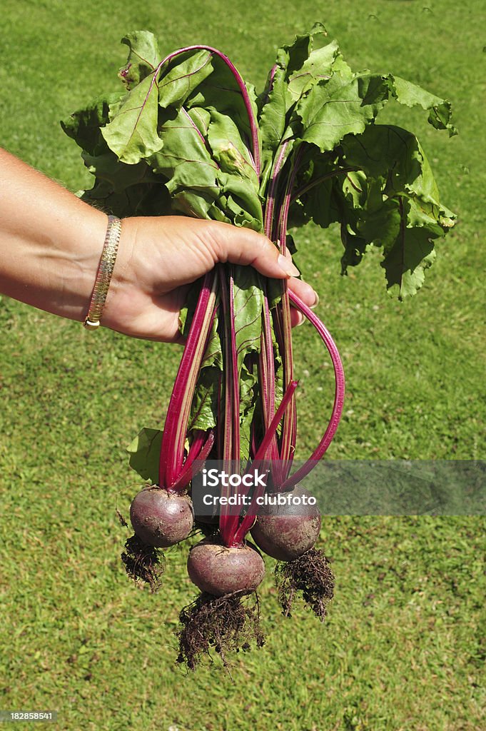 Gardeners hand holding freshly picked beetroot from the garden Bunch Stock Photo