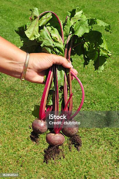 Gardeners Hand Holding Freshly Picked Beetroot From The Garden Stock Photo - Download Image Now