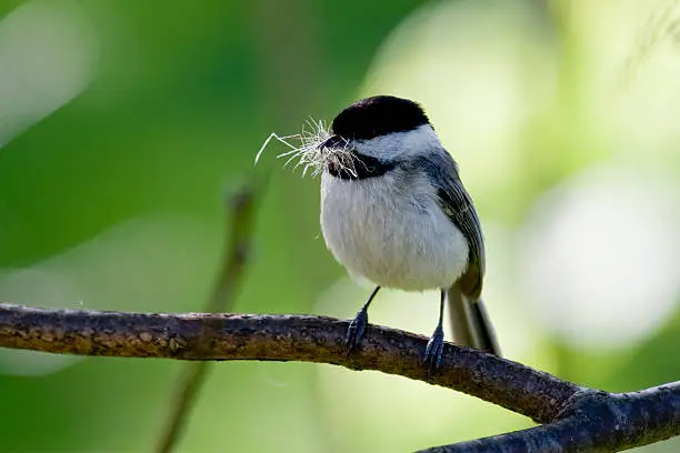 A Carolina Chickadee (Poecile carolinensis) gathering material to build its nest.