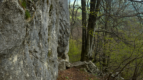 Panorama of beech trees in a hardwood wild forest in Buila Mountains. The trees grow on an abrupt ridge and in the back a stone wall rises abruptly. Carpathia, Romania.