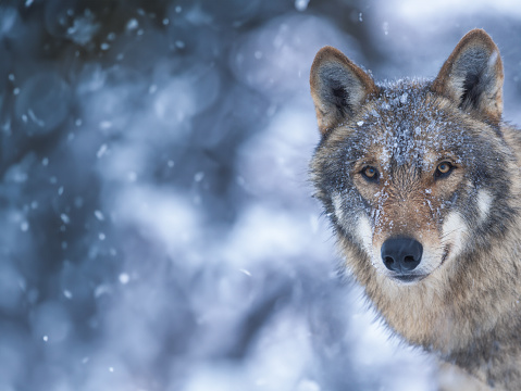 portrait of a gray wolf covered with ice in winter in the forest