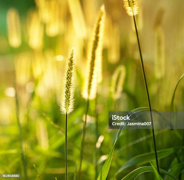 Penniseto Allungato - Fotografie stock e altre immagini di Ambientazione esterna - Ambientazione esterna, Autunno, Baccello - Stadio di crescita floreale