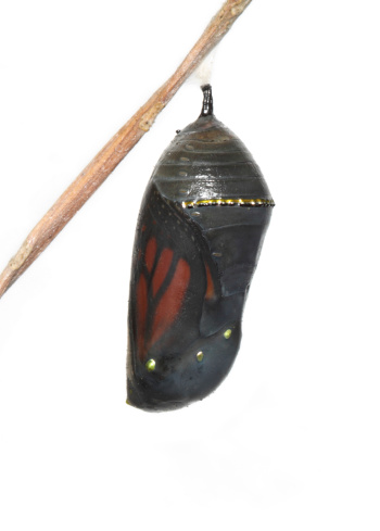 The Chrysalis of a monarch butterfly in its final stage of development. The shell has turned dark and is becoming transparent. The wings of the butterfly can clearly be seen inside.The butterfly emerged the day after this photograph was taken.