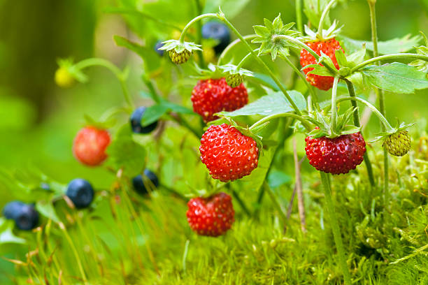 Wild strawberry and Blueberries stock photo
