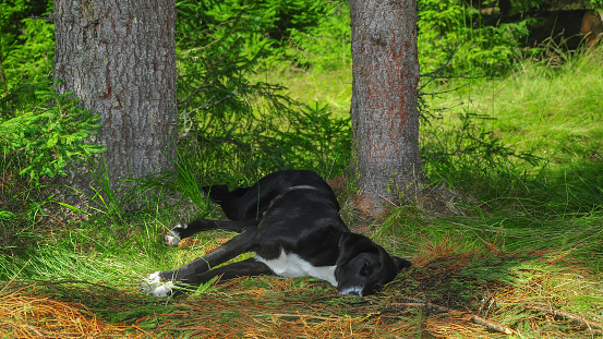 Black stray dog sleeping in the shade of two fir trees, on a soft grassy and mossy meadow. Lotru Mountains, Carpathia, Romania.