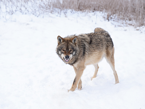 snarling gray wolf walking in the snow