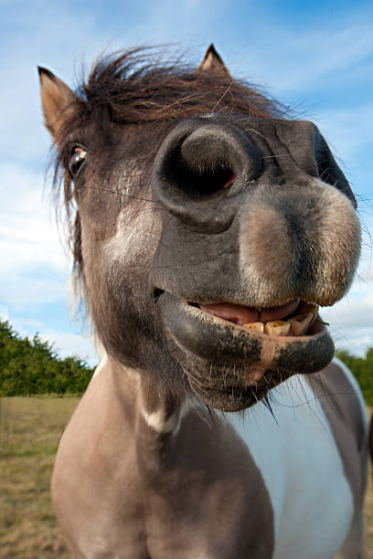 istock Close up of pony's head 182858978