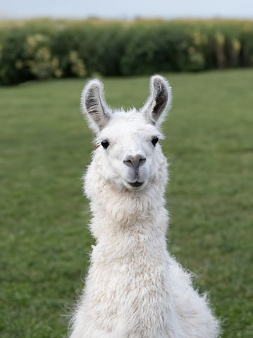 Portrait and close-up of a white alpaca. The animal is looking to the side. There is dark wood in the background. The alpaca looks serene.