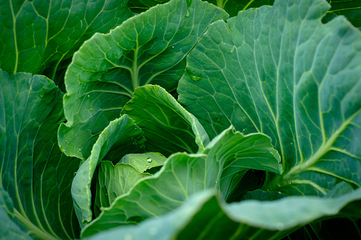 View close up of young cabbage with fresh leaves. Agriculture business. Ripe harvest on a farmer field or greenhouse.