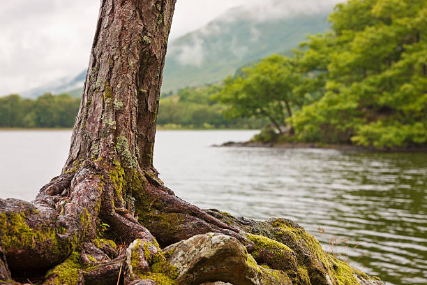 Trees By Loch Voil Trees on the shore of Loch Voil in Scotland. loch voil stock pictures, royalty-free photos & images