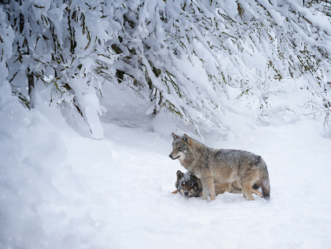 The gray wolf or grey wolf (Canis lupus) is a species of canid native to the wilderness and remote areas of North America.  Two wolves standing together.