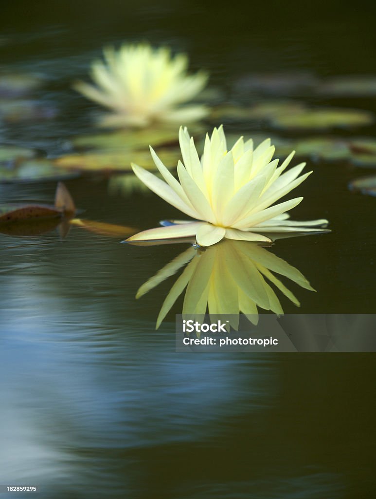 yellow water lily reflections "a yellow water lily in full bloom taken from near surface level. The dark slightly rippled pond creates a strong contrast with the softly coloured flower. Reflections of blue sky, clouds and trees are visible on the surface in the foreground whilst another lily is out of focus in the background. This image can be naturally cropped to prepare a square composition, space has been left at the bottom of the image however for copy.For more images of wonderful Water Lilies please click on the Lightbox Link below..." Flower Stock Photo