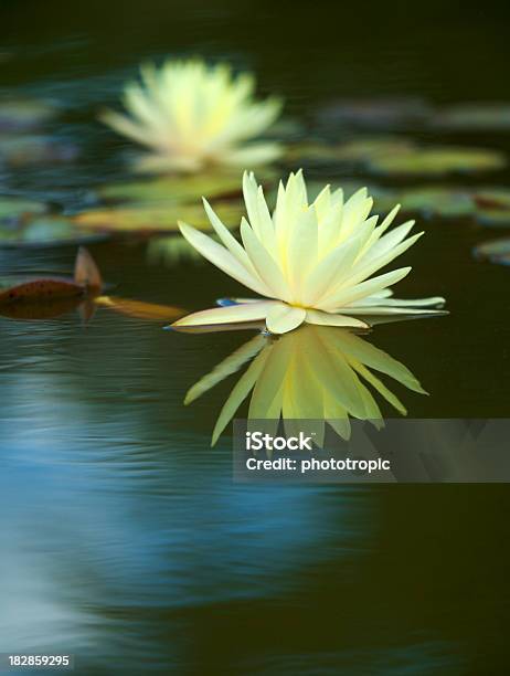 Yellow Water Lily Reflections Stock Photo - Download Image Now - Flower, Water, Beauty In Nature