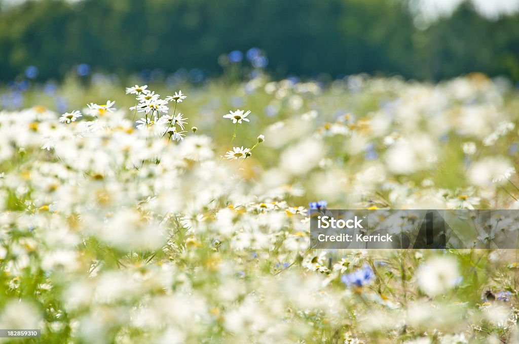 Wilde kamille und cornflowers mit rapsfeld feld-textfreiraum - Lizenzfrei Baumblüte Stock-Foto