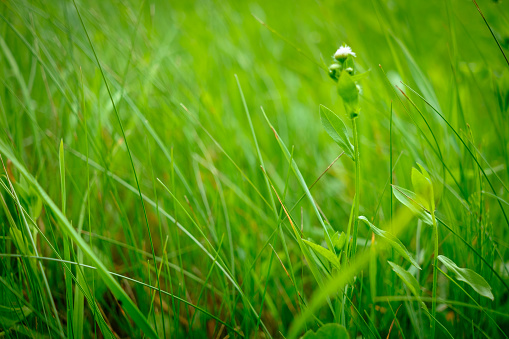 Close up fresh green grass. Blur effect. Selective focus.