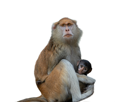 A wide-view shot of a small group of young monkeys relaxing in a forest on a bright day in Kerala, India. They are picking lice from eachother, they are high up sitting on a branch.