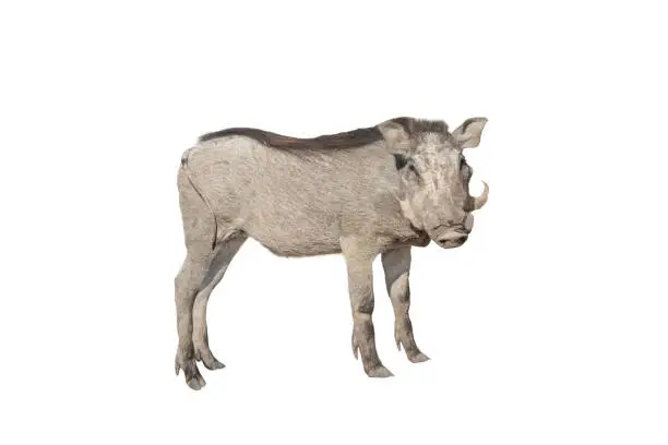 common warthog isolated on white background