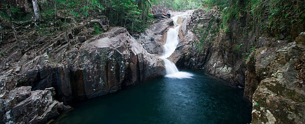 parque nacional de eungella - tropical rainforest waterfall rainforest australia - fotografias e filmes do acervo