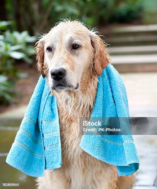 Cães Lavar Dia - Fotografias de stock e mais imagens de Molhado - Molhado, Cão, Toalha