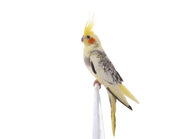 istock cockatiel (Nymphicus hollandicus) parrot isolated on white background 1828595579