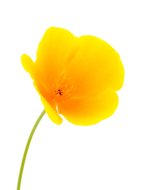 istock Beautifu yellow wildflower. 1828596675