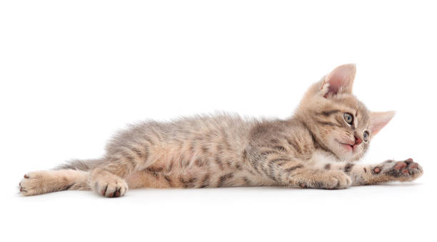 istock Little gray kitten lies. 1828596679
