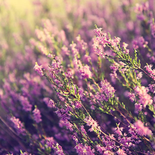 istock Close up of Heather (Erica /Ericaceae) 182859668