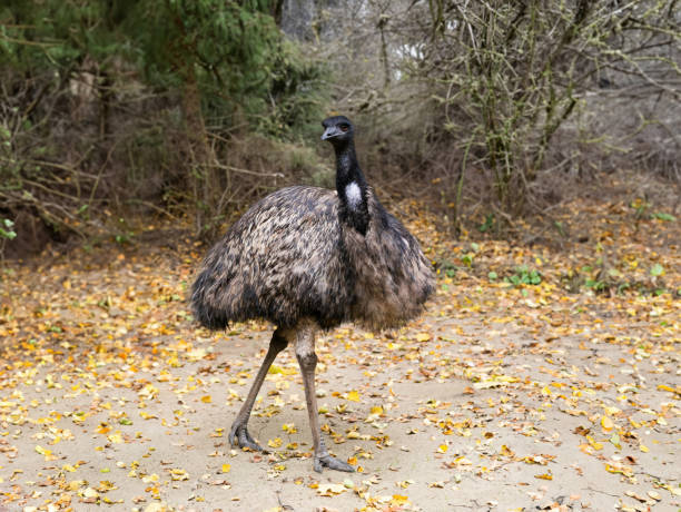 emu ostrich against the background of an autumn forest - эму стоковые фото и изображения