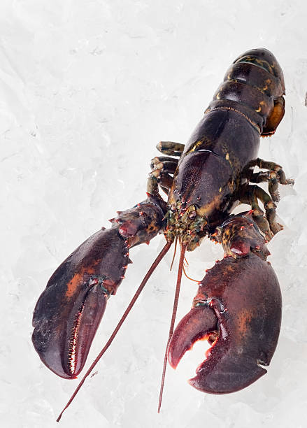 istock Fresh Maine Lobster 182860087