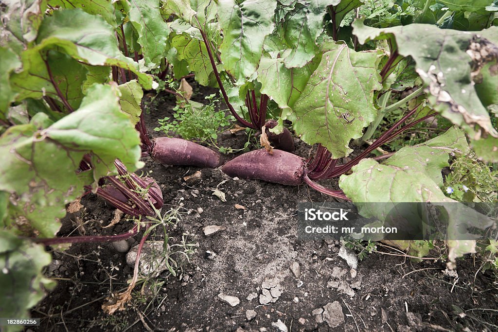 Primer plano de la remolacha en suelo - Foto de stock de Agricultura libre de derechos