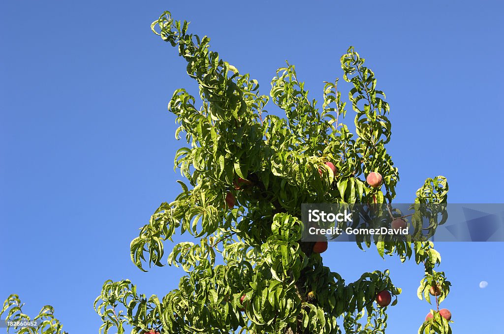 Melocotón Orchard con Ripening frutas en los árboles - Foto de stock de Agricultura libre de derechos