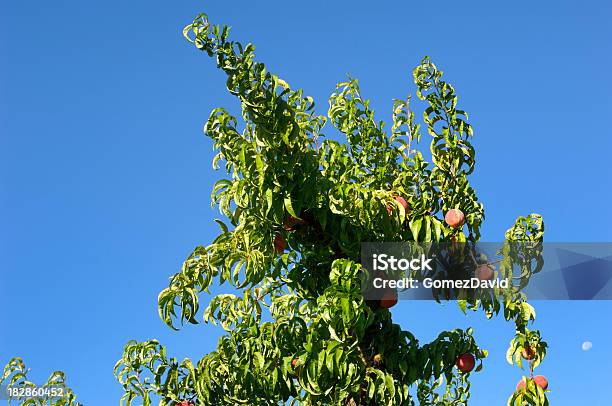 Melocotón Orchard Con Ripening Frutas En Los Árboles Foto de stock y más banco de imágenes de Agricultura