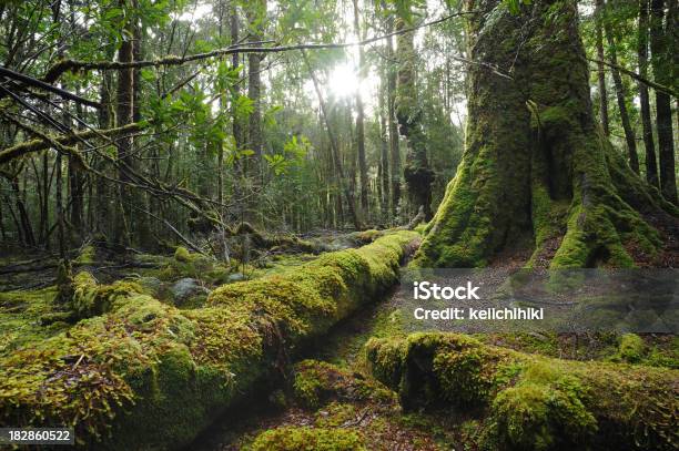 Moosigen Wald Stockfoto und mehr Bilder von Baum - Baum, Wald, Tasmanien