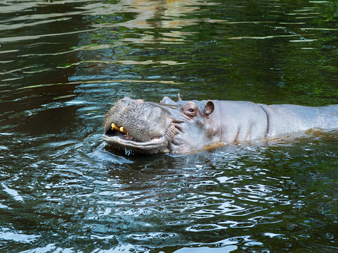 big hippo floating on water