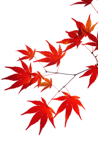 Red maple leaves isolated on white with light coming through the translucent leaves