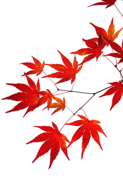 Red japanese maple leaves stock photo