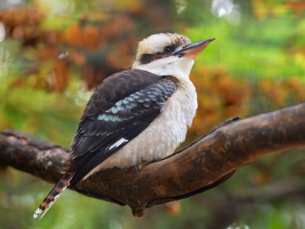istock laughing kookaburra sitting on a tree branch in the forest 1828606319