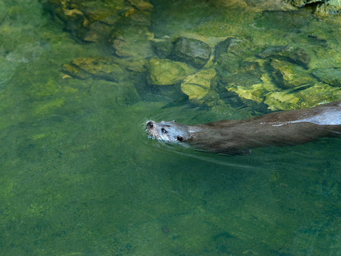 Neotropical River Otter (Lontra Longicaudis) Swimming
